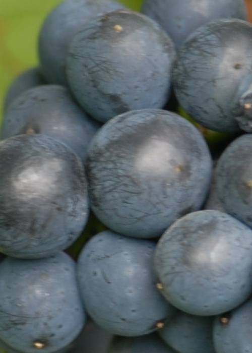 Fruehburgunder ANT 0365